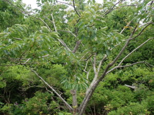 マメガキ　全体